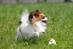 狗狗发情期的细节养护方法