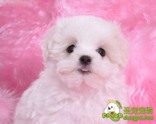 狗狗骨折了该如何照看