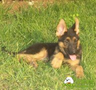 如何快速驱除德牧圣上的跳蚤