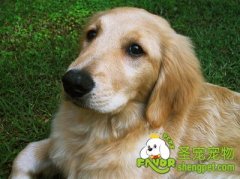 保持年轻态老年犬体魄强健之食物喂养