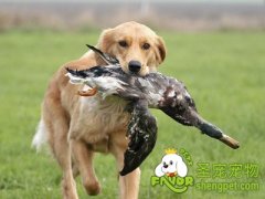 保持年轻态老年犬体魄强健之身体锻炼