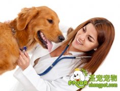 保持年轻态老年犬体魄强健之疾病预防