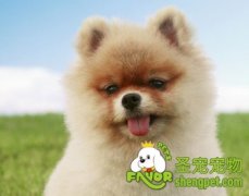 博美犬的美容方法