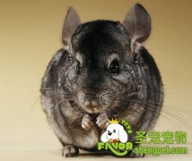 饲养龙猫的营养注意事项