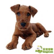 狗狗皮肤病有哪几类