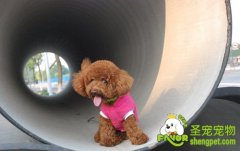 狗狗皮肤瘙痒病症的诊断和治疗方法