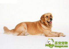 怀孕狗狗应当如何喂养才好