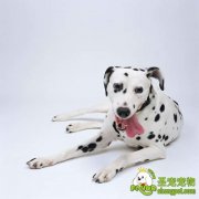 如何清除狗狗身上的异味