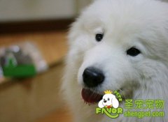 养狗狗需要了解的那些事