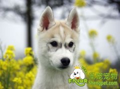 与宠物和平共处妙招