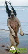 宠物犬海边吹风照意外走红