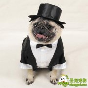 狗狗健康应当注意哪几点