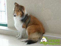 狗狗皮肤病的综合诊断方法