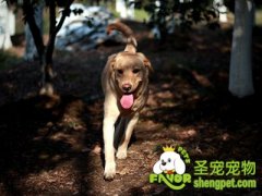 让狗狗安静的八种方法