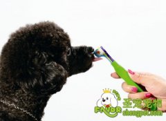 三步让狗狗爱上刷牙