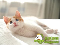 如何给小猫洗澡