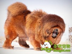 如何训练幼犬的凶猛性