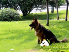 怎样预防狗狗的牙病