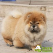 种母狗的正确饲养方法