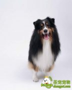 让长毛狗变帅的黄金季节