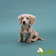 幼犬的饲养管理方法