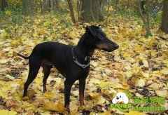 怎样选购曼彻斯特犬