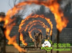 FCI敏捷运动规则（一）