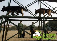 FCI敏捷运动规则（二）