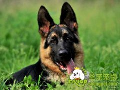 食物刺激在训犬中作用