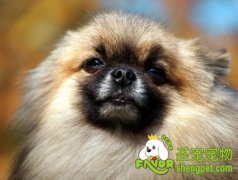 解决狗狗毛发打结的方法