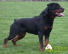 罗威纳幼犬的培育方法