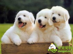 让狗狗健康的几点基本事项