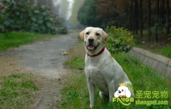 狗狗真菌性皮肤病（霉菌）的全面介绍