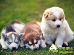 狗狗各种皮肤病的预防和诊断