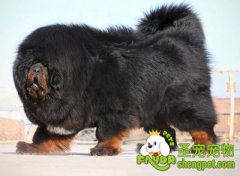 喂食藏獒的误区