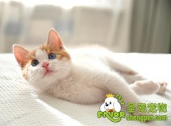 科学养犬及养猫的几点误区