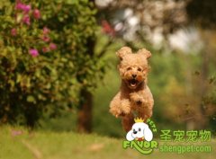 给狗狗起名的6个小妙招