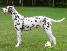 饲养斑点犬的相关知识内容