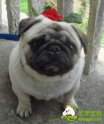 教你如何给短毛犬护理毛发的方法