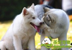 4招搞定狗狗的挑衅性防御行为