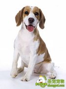 比格犬的饲养方法