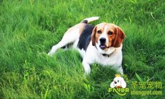 比格犬简单的驯养方法