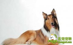 不同牧羊犬种的体态特征分析