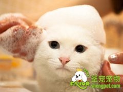 给猫咪美容的专业步骤