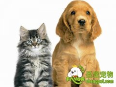 养犬及养猫的几点误区