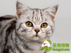 猫咪的健康标准