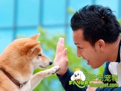 上班族养狗之道让你的狗学会独处