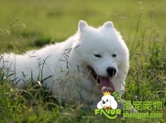 给狗狗买毛绒玩具的注意事项