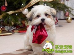 关于宠物狗保暖的误区分析