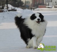 狗狗一天的活动量的安排